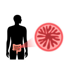 Small Intestine Cross Section