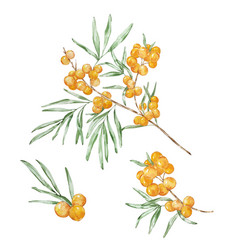 Watercolor Honey Set Sea Buckthorn Branch