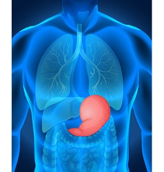 Xray Of Human Stomach