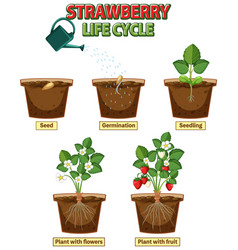 Life Cycle Of Strawberry Diagram