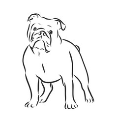 English Bulldog Hand Drawn Sketch