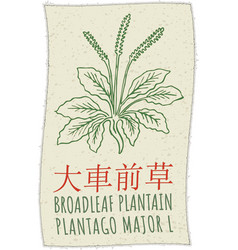 Drawing Broadleaf Plantain In Chinese Hand Drawn