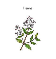 Henna Or Hina