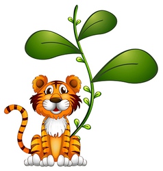 A Tiger Beside Vine