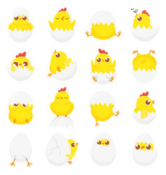 Cute Chicken In Egg Easter Baby Chick Newborn