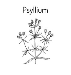 Ispaghula Plantago Psyllium Medicinal Plant