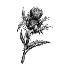 A Thistle Flower Hand