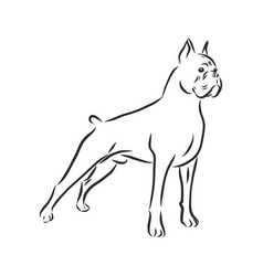 Dog Boxer Hand Drawn Isolated