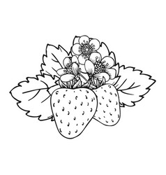 Strawberry Bloomy Bush Flower Leaf Closeup Sketch