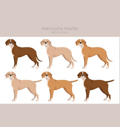 Portuguese Pointer Clipart Different Poses Coat