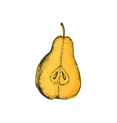 Cutaway Pear In The Style Of Freehand Drawing