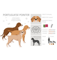 Portuguese Pointer Clipart Different Poses Coat