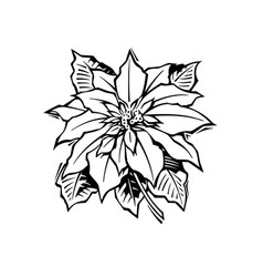 Black And White Poinsettia Drawing Great