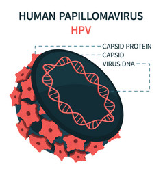 Internal Model Human Papillomavirus Cell Hpv