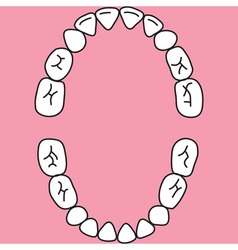 Deciduous Teeth Upper And Lower Jaw