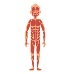 Adult Man Anatomy Muscular System Of Human Body