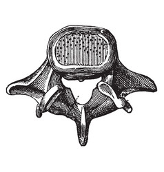 Vertebra Seen From Above Vintage