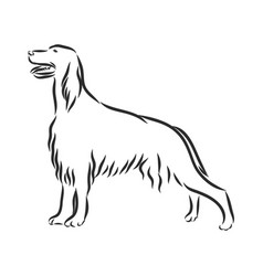 Irish Red Setter Dog Contour