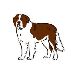 St Bernard Dog - Isolated Outlined