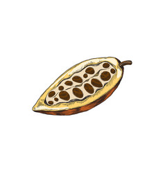 Colored Cocoa Or Cacao Open Pod With Beans Sketch