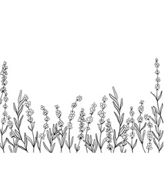 Border Of Lavender Flower Line Art Drawing Hand