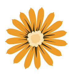 Calendula