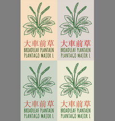 Set Of Drawing Broadleaf Plantain In Chinese