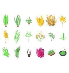 Algae Icons Set Isometric Spirulina Plant