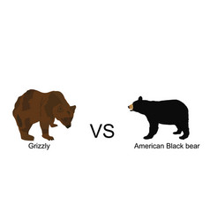 Grizzly Bear Vs American Black Bear