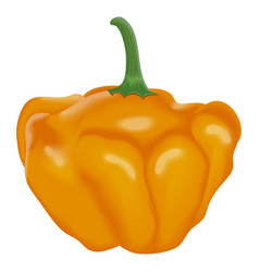 Yellow Scotch Bonnet Peppers