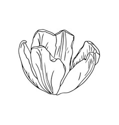 Spring Line Art Tulip Flower Isolate On White