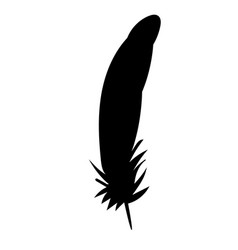 Silhouette Bird Feathers