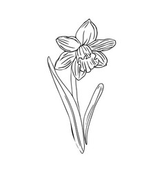 Spring Line Art Narcissus Flower Isolate On White