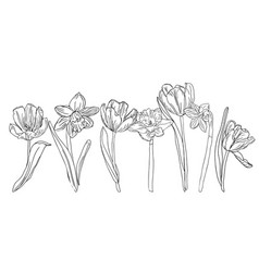 Spring Line Art Flower Narcissus And Tulips