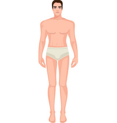 Diagram Male Body