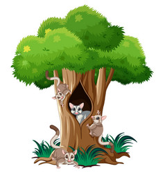 Sugar Gliders Climbing Big Tree