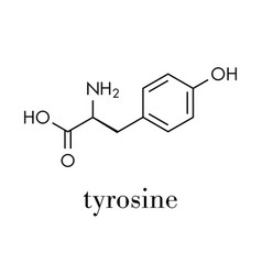 Tyrosine L-tyrosine Tyr Y Amino Acid Molecule