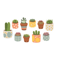 Succulent Cactus Set In Pot