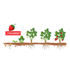 Strawberry Plant Growth Stages