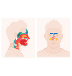 Nose Anatomy Cross Section Diagram Showing Soft