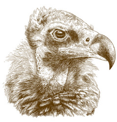 Engraving Of Cinereous Vulture