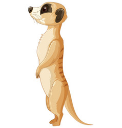 Side Of Meerkat Animal In Cartoon Style