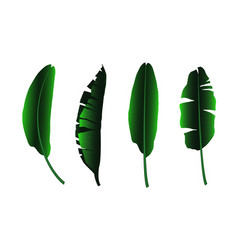 Banana Leaves Isolated