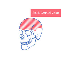 Human Skull Anatomy - Cranial Valut