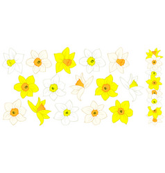 Daffodil Flower Clipart Of Yellow And White Color