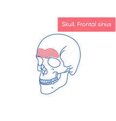 Human Skull Anatomy - Frontal Sinus