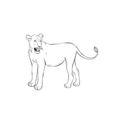 Lioness On White Background