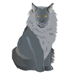 Maine Coon Cat Breed