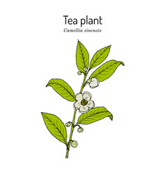 Tea Plant Camellia Sinensis