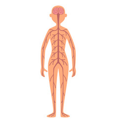 Human Nervous System Adult Woman Anatomy Poster